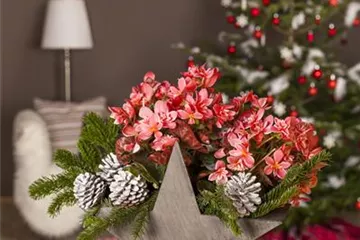 Advent - mit schönen Ideen durch die Vorweihnachtszeit  Advent - mit schönen Ideen durch die Vorweihnachtszeit