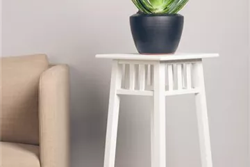 Aloe Vera pflegen und vermehren