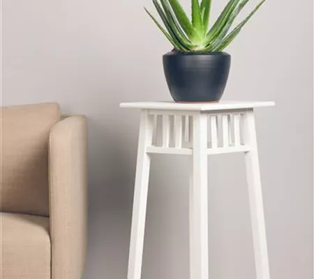 Aloe Vera pflegen und vermehren