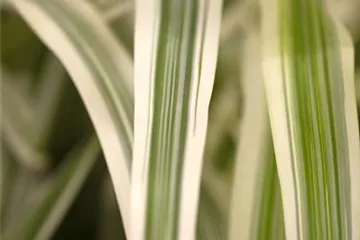 Gräser am Gartenteich gehören zur Ausstattung des Gärtners