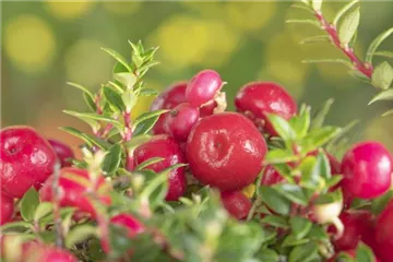 Die Scheinbeere – der Herbst wird bunt!