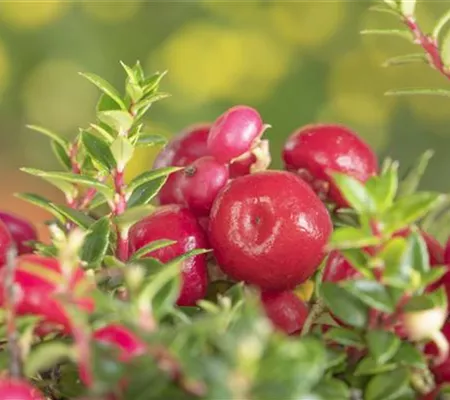 Die Scheinbeere – der Herbst wird bunt!
