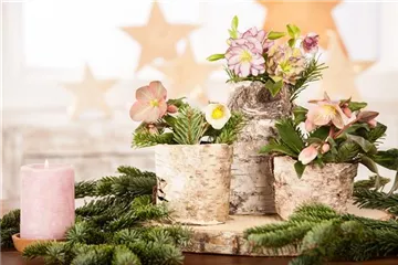 Christrosen pflegen – ein Wintertraum im weißen Kleid