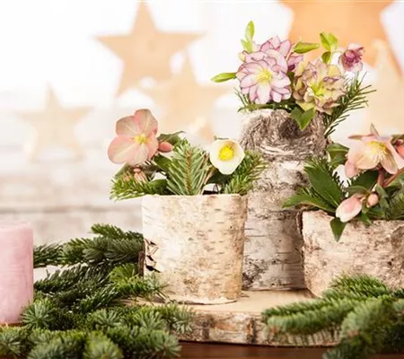 Christrosen pflegen – ein Wintertraum im weißen Kleid