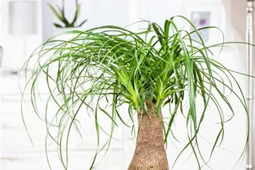 Elefantenfuß: der Dickhäuter unter den Zimmerpflanzen