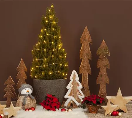 Fichte als Weihnachtsbaum: Die Alternative zur Tanne