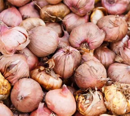 Blumenzwiebeln im Topf pflanzen und überwintern Blumenzwiebeln im Topf pflanzen und überwintern