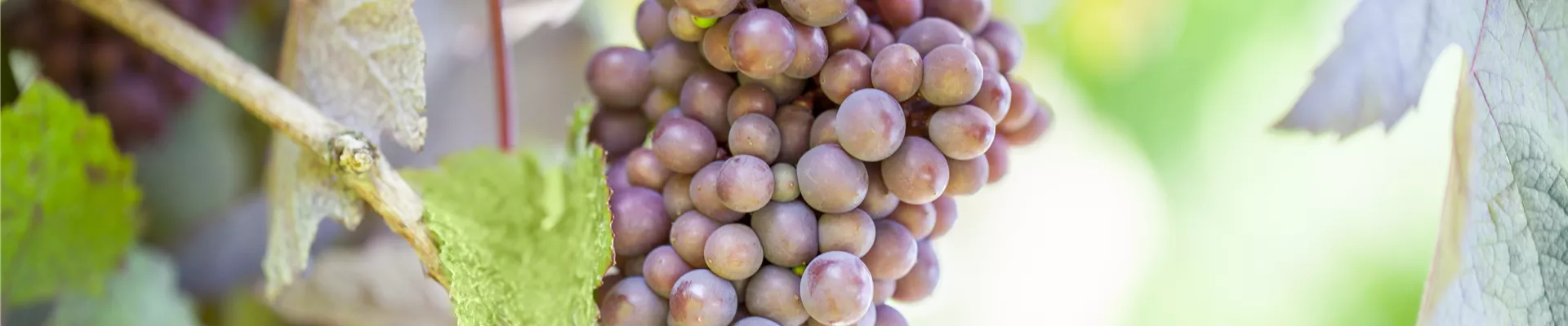 GS426138.jpg GS426138.jpg