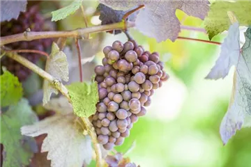Warum Wein eigentlich aus Beeren gemacht wird