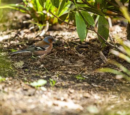 Der Garten – Heimat für Vögel und Co.