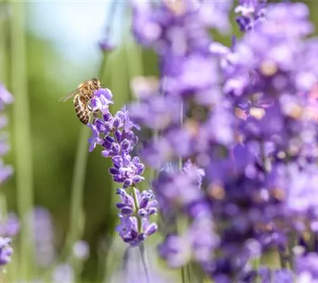Bienenfreundliche Sommerblumen – ein Büffet für Biene und Co.