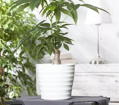 Die Glückskastanie hegen und pflegen