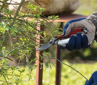 Im Winter die Gehölze schneiden - damit im Sommer alles schön blüht Im Winter die Gehölze schneiden - damit im Sommer alles schön blüht