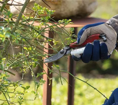 Im Winter die Gehölze schneiden - damit im Sommer alles schön blüht