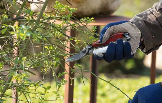 Im Winter die Gehölze schneiden - damit im Sommer alles schön blüht