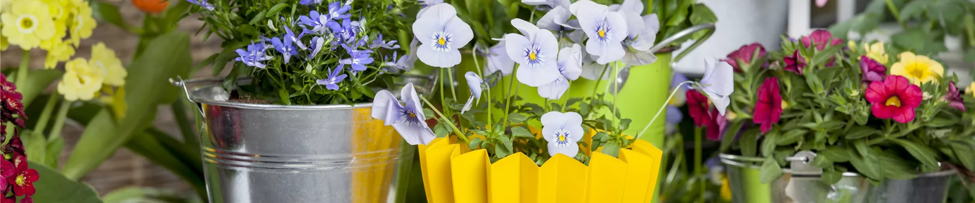 GS519370.jpg GS519370.jpg