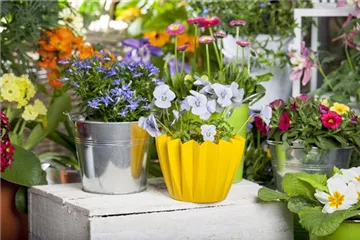 Frühling auf dem Balkon - Hornveilchen, Narzisse und Co.