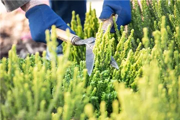 Für die Gesundheit – Rückschnitt im Frühling