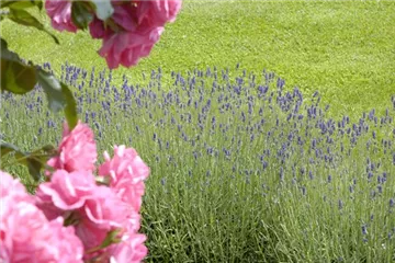 Der Duftgarten: viel zu entdecken für Spürnasen