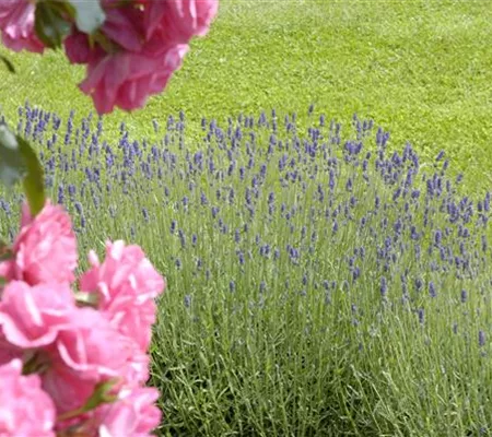 Der Duftgarten: viel zu entdecken für Spürnasen