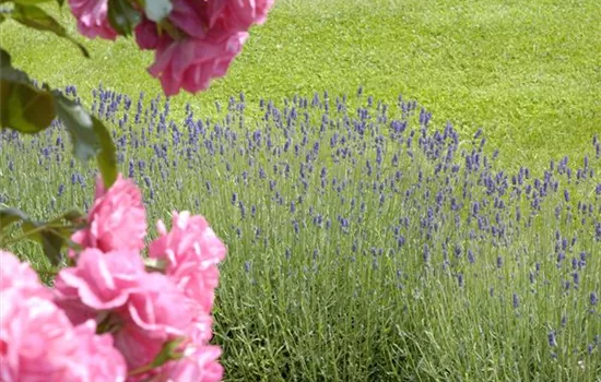 Der Duftgarten: viel zu entdecken für Spürnasen