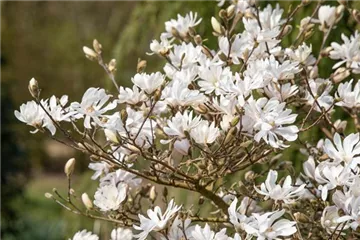 Frühblühende Gehölze – Ziemlich coole Gartenbewohner