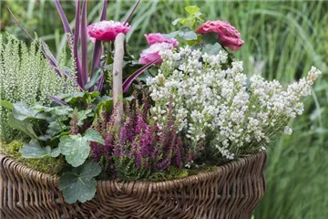 Blüten-Farben richtig kombinieren – eine Frage der Farbe