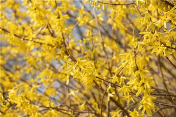 Forsythie – der goldene Frühlingsbote