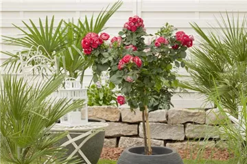 Raus aus dem Winterquartier - Frische Frühlingsluft für Kübelpflanzen