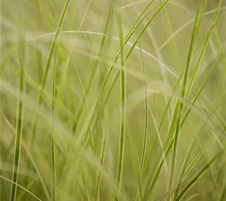 Auf die Feinheiten kommt es an: wie Gräser den Garten aufwerten