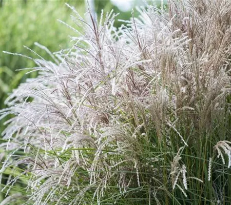Chinaschilf überzeugt in jedem Garten