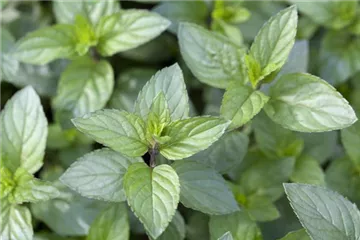 Die Schoko-Minze: Schokolade für den Garten
