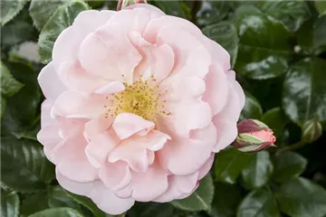 Die Duftrose – Eine Bereicherung für den Garten
