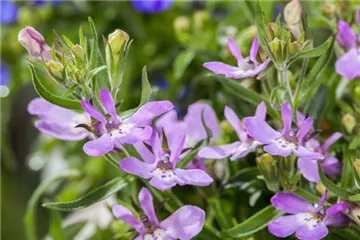 Männertreu – eine gefährliche Sommerliebe mit besonderen Blüten