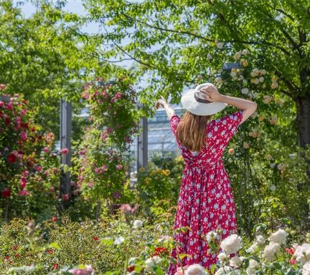 Der Rosengarten – schlichte Eleganz und tolle Düfte