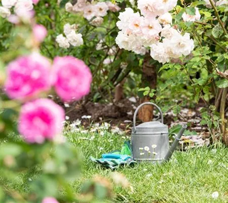 Bewässerungsanlagen im Garten – entspannt sitzen statt schwitzen