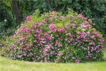 Historische Rosen – Schönheit mit einer langen Geschichte