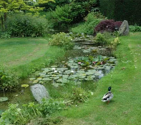Der Bachlauf im Garten – Wasser bringt Ruhe und Erholung