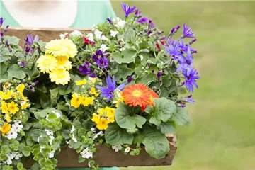 Dünger für Sommerblumen – der Extra-Kick für das Wachstum