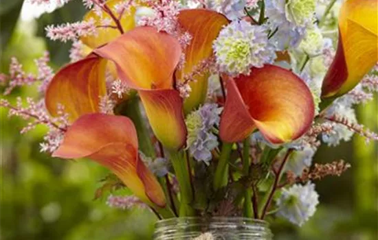 Beauty-Kur für den Blumenstrauß: Pülverchen und Hausmittel