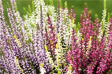 Botanische Verführerinnen entpuppen sich als bunte Herbst-Schönheiten Botanische Verführerinnen entpuppen sich als bunte Herbst-Schönheiten