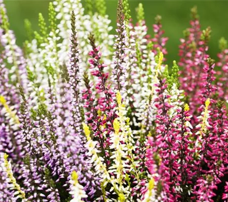 Botanische Verführerinnen entpuppen sich als bunte Herbst-Schönheiten Botanische Verführerinnen entpuppen sich als bunte Herbst-Schönheiten