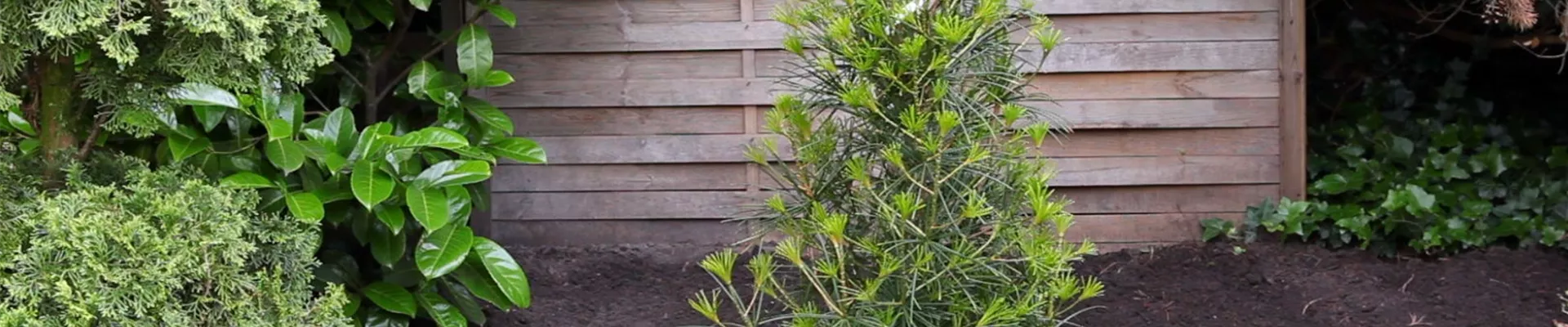 Schirmtanne - Einpflanzen im Garten (1).jpg