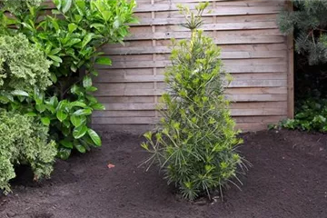 Weihnachtsbaum-Pflege / Lebens-Verlängerung in der Adventszeit Weihnachtsbaum-Pflege / Lebens-Verlängerung in der Adventszeit