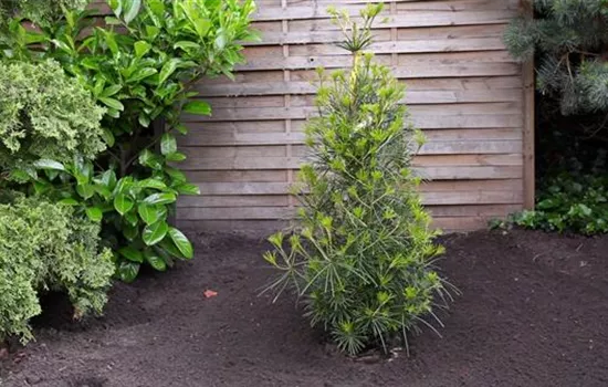 Weihnachtsbaum-Pflege / Lebens-Verlängerung in der Adventszeit