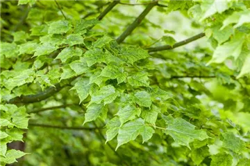 Wunderschöne Gehölze für große und kleine Hausgärten Wunderschöne Gehölze für große und kleine Hausgärten