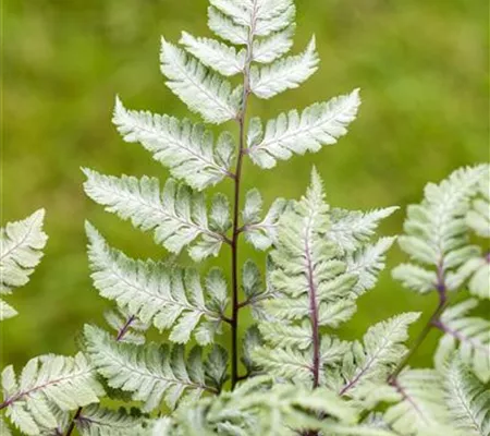 Keine Scheu vor Pflanzen im Badezimmer! Viele Gewächse fühlen sich hier superwohl. 