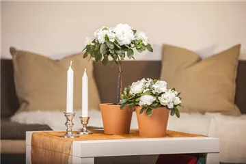 Eine Azalee im Zimmer verschönert die Winterzeit Eine Azalee im Zimmer verschönert die Winterzeit