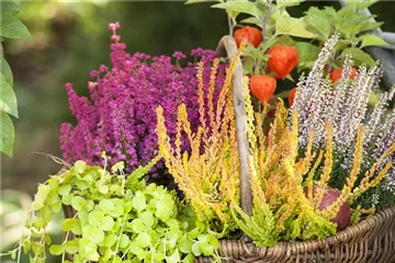 Ab in die Kiste! Herbstliche Deko mit Besenheide Ab in die Kiste! Herbstliche Deko mit Besenheide