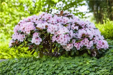 Der Rhododendron – der Strauch mit den prächtigen Blüten